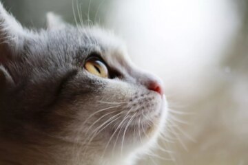 Understanding Rodent Ulcers in Cats: Causes, Symptoms & Treatment