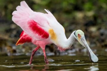 4 Types Pink Birds in Florida (With Pictures and Identification)