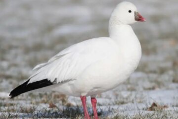 12 Types of Geese in Florida (Pictures and Identification)