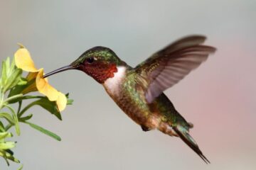 12 Hummingbirds in Florida (With Pictures and Identification)