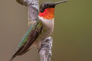 11 Hummingbirds in North Carolina (Pictures and Identification)