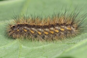 14 Types of Black and Brown Caterpillars (With Pictures)