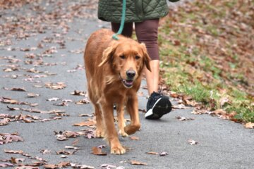Walking Your Dog: Essential Tips for a Hassle-Free Stroll