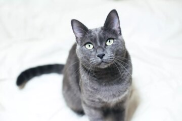 10 Enchanting Russian Cat Breeds to Discover