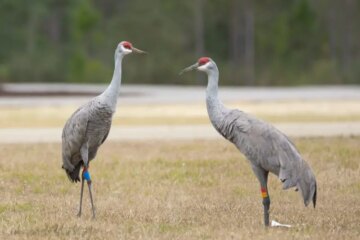 2 Types of Cranes in Wisconsin (With Pictures and Identification)