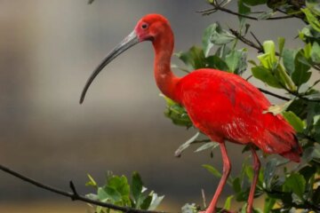 41 Birds with Long Necks (Pictures and Identification)