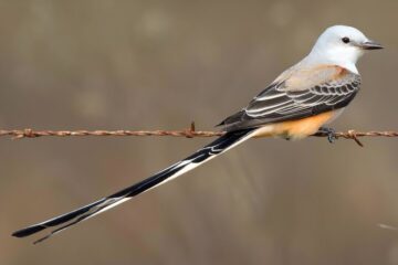 7 Birds with Long Tails in Texas (Pictures and Identification)