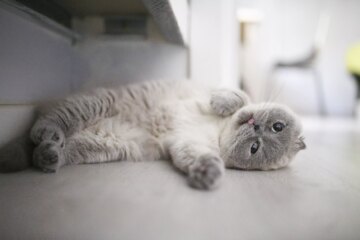 Discover the Top 10 Most Expensive Cat Breeds