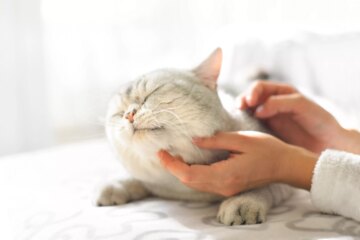 Managing Cats With Epilepsy and/or Seizures