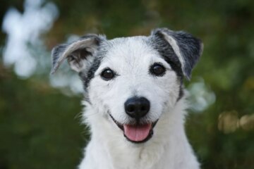 Enhancing Your Dog’s Diet: Key Ways to Add Fiber