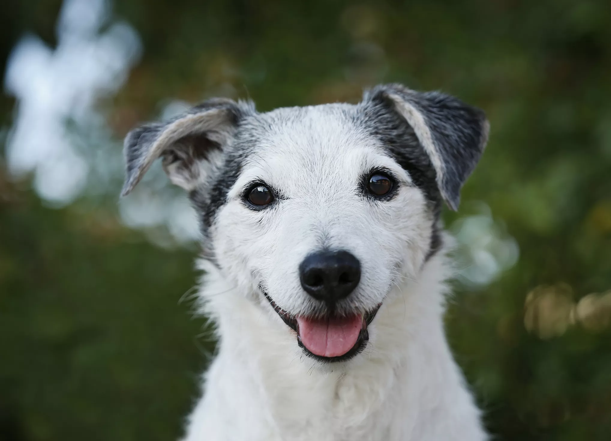 Senior Jack Russell Terrier looking at the camera