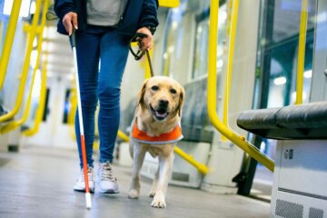 9 Service Dog Breeds That Are the Ultimate Helpers