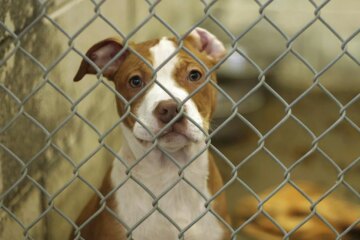 How to Train a Rescue Dog: Transform Your Shelter Pup into a Family Member