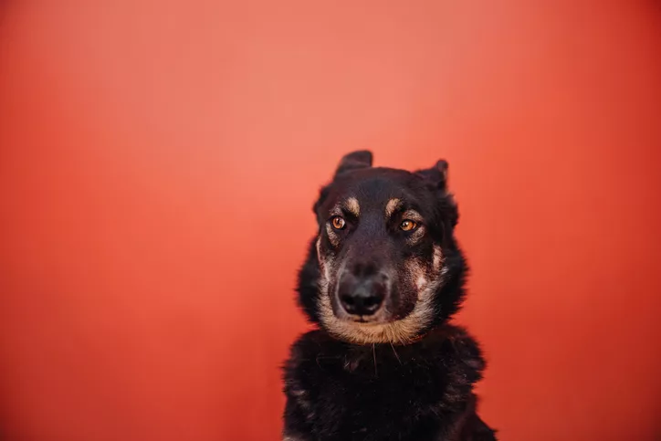 Shepherd mix with ears back sitting against a red background