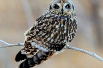 13 Types of Owls in Ohio with Pictures and Identification
