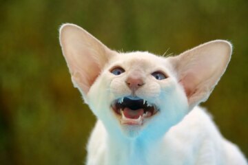 10 Big-Eared Cat Breeds That Will Steal Your Heart