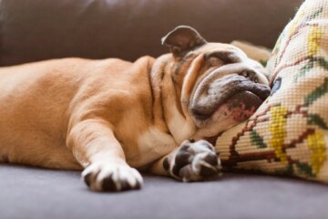 Can Dogs Have Nightmares?