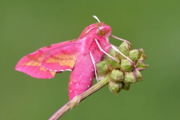 15 Species of Pink and Yellow Moths (With Pictures)