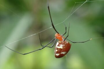 37 Tiny Red Spider Species (Pictures and Identification)