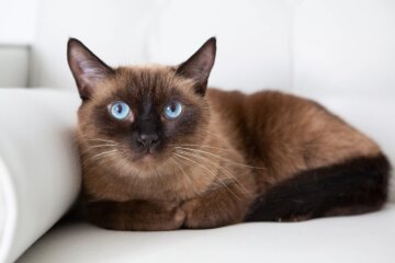 13 Smartest Cat Breeds: Meet the Most Intelligent Feline Companions