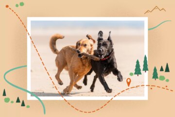 Socializing Your New Dog Is So Important—Here’s How To Do It