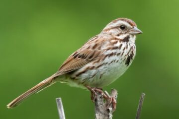 26 Small Brown Birds in New Hampshire (With Pictures)