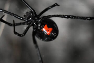 3 Venomous Spiders in North Carolina (Pictures and Identification)