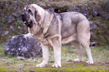 Spanish Mastiff: Dog Breed Characteristics & Care