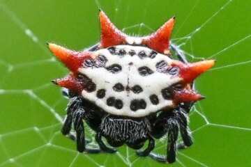 20 Types of White Spiders (With Pictures and Identification)