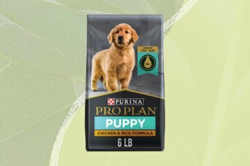 The 9 Best Puppy Foods, According To 400 Current and Former Puppies