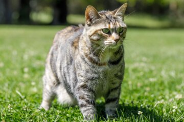 10 Fascinating Bobtail Cat Breeds You Need to Know