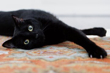 11 Beautiful Black Cat Breeds That Debunk the Superstition