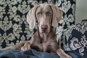 23 Mesmerizing Dogs with Rare and Beautiful Blue Eyes