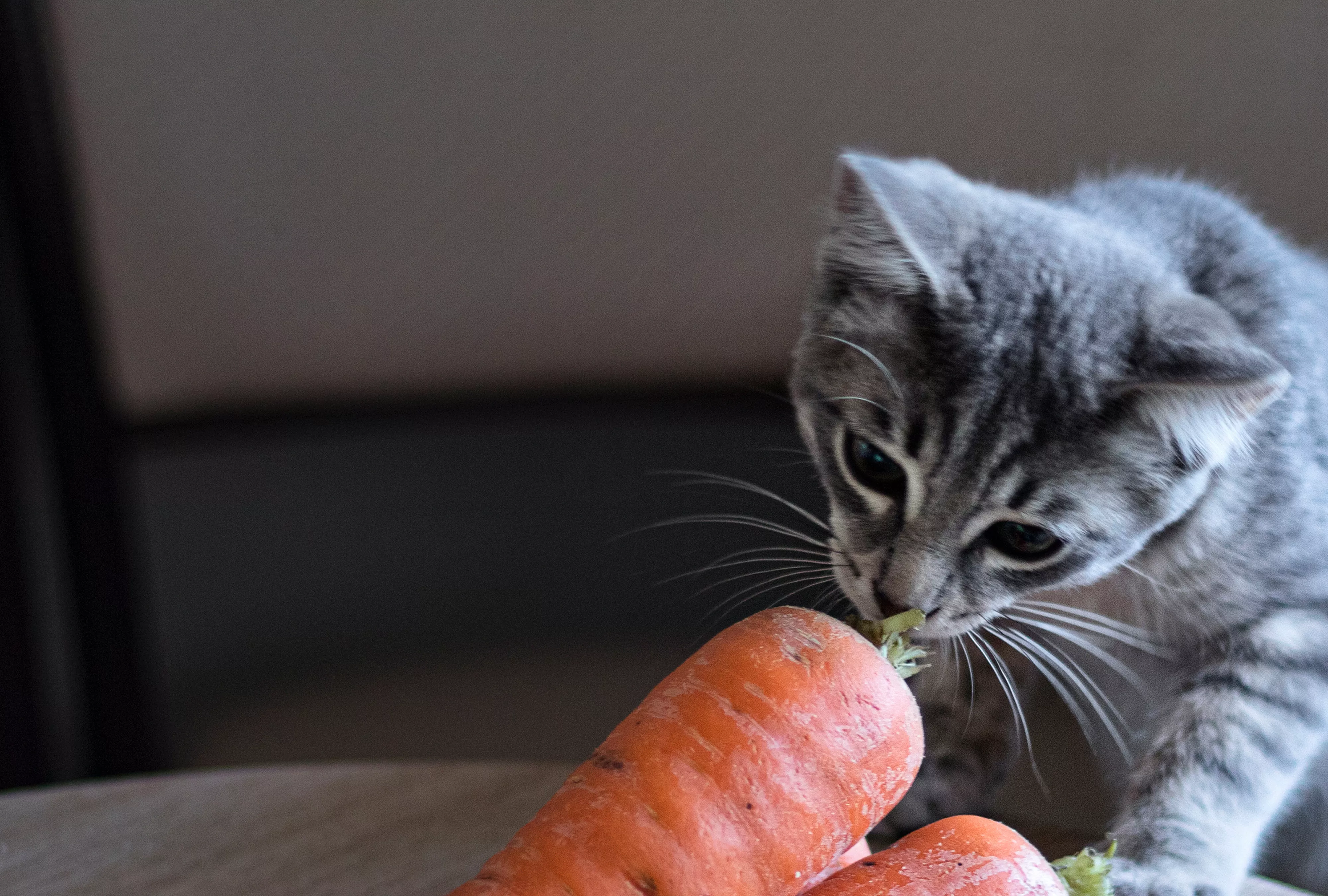 Grey striped kitten sniffs at top of carrot