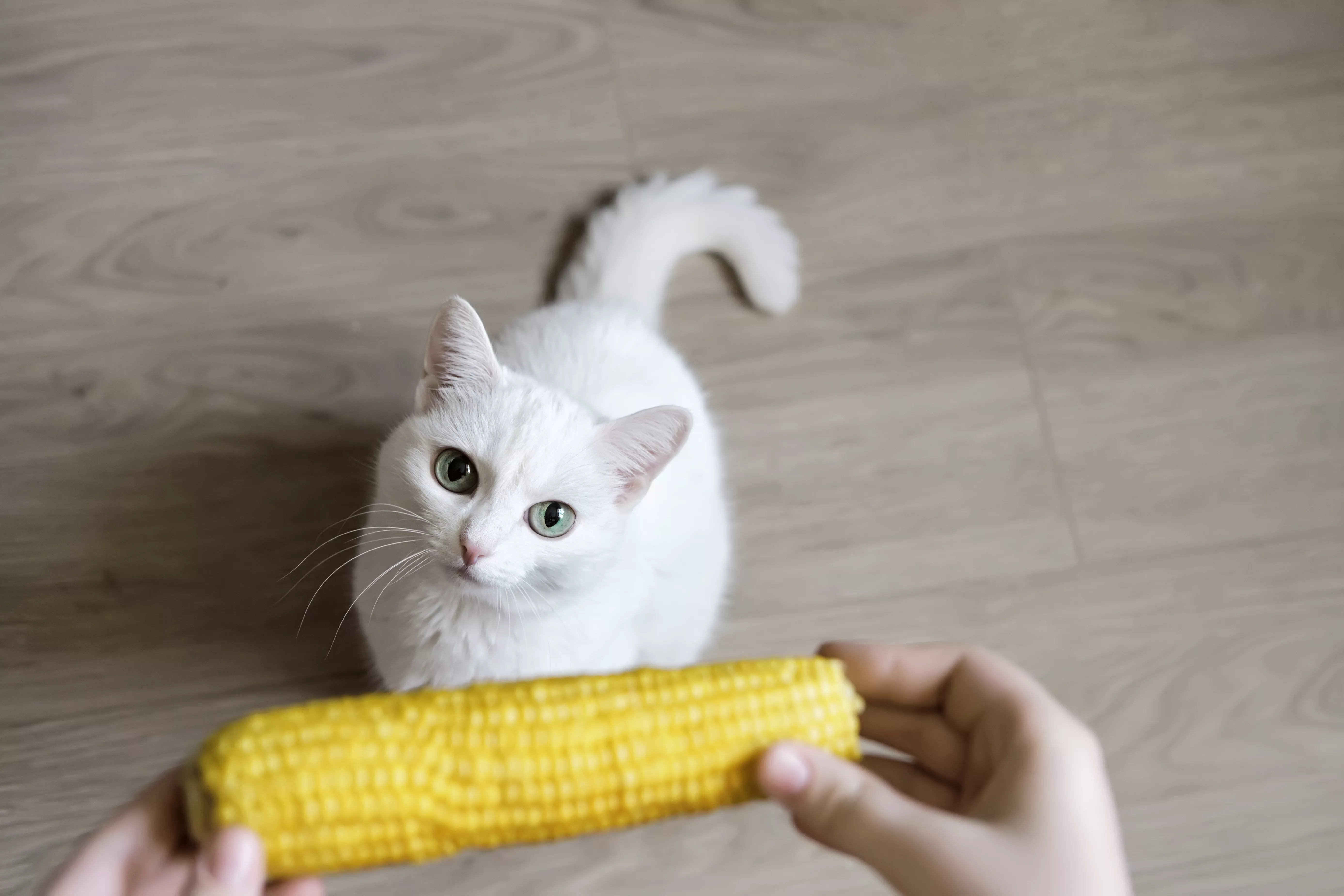 Hands hold corncob above sitting white cat