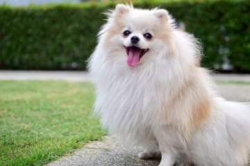 26 German Dog Breeds That Will Melt Your Heart