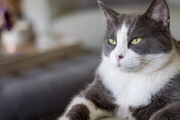 17 Irresistible Gray and White Cat Breeds to Enrich Your Life