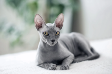 These 8 Hairless Cats Are Big on Personality (Not Fur)
