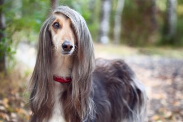 17 Long-Haired Dogs That Will Steal Your Heart and Cause Major Hair Envy