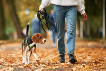 Loose Leash Walking Made Easy: Train Your Dog to Stay by Your Side