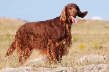 23 Gorgeous Red Dog Breeds with Fiery Coats and Personalities