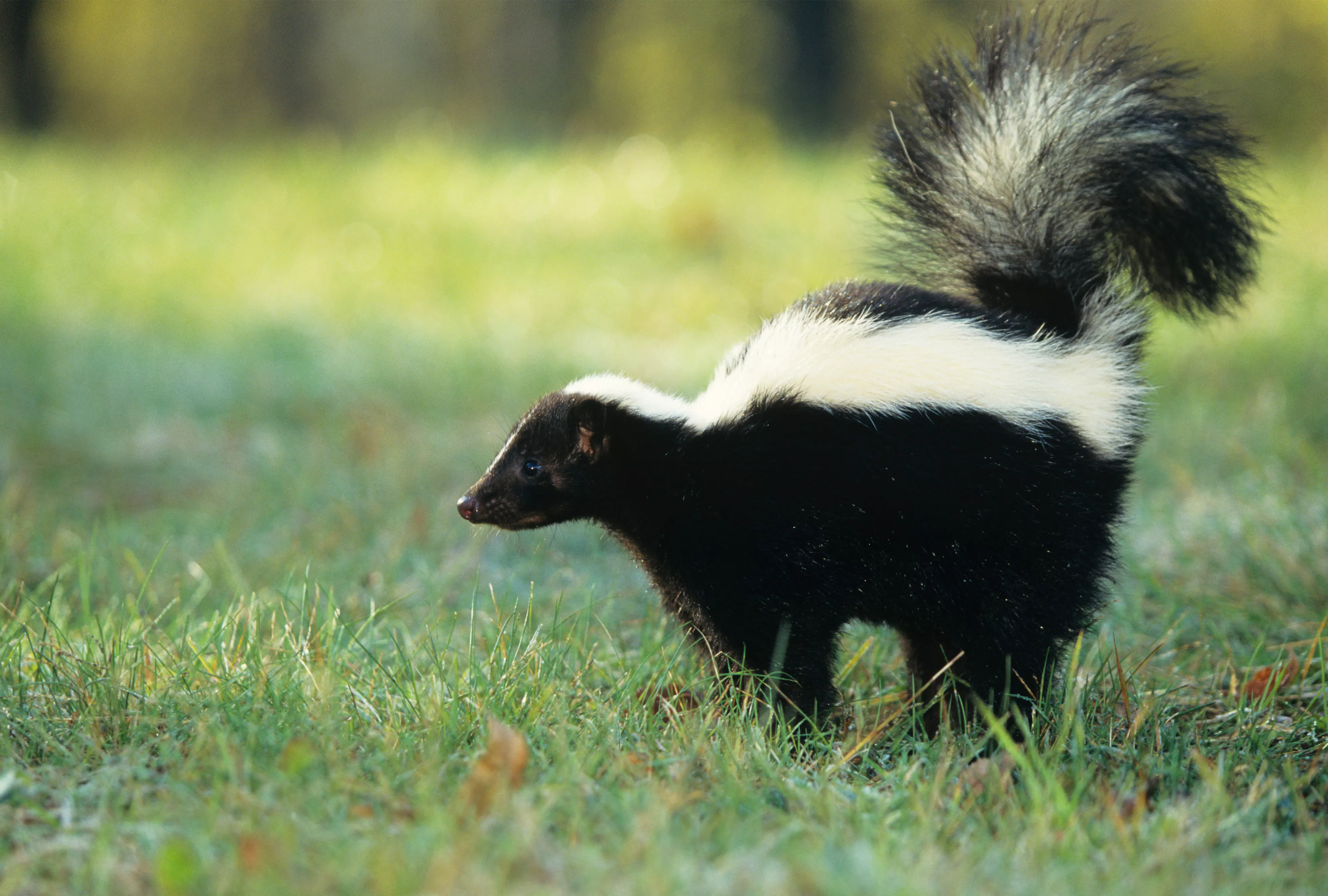 Striped skunk spraying