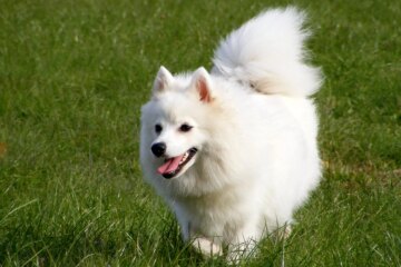 20 Beautiful White Dog Breeds That Brighten Every Day