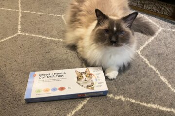 The 4 Best Cat DNA Tests, Tested With Real Cats