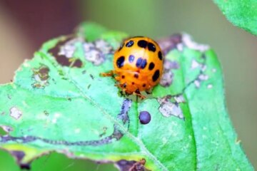 12 Yellow Ladybug Species with Pictures and Identification