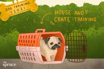 Train Your Dog Like a Pro: Simple Steps That Actually Work