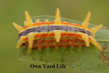 20 Types of Stinging Caterpillars (With Pictures)