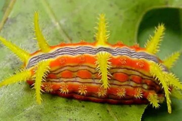 39 Types of Florida Caterpillars (With Pictures)