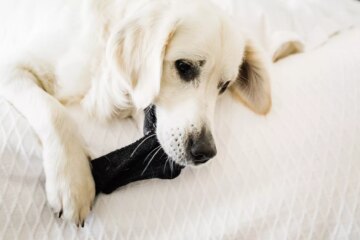 Why Does My Dog Eat My Socks?