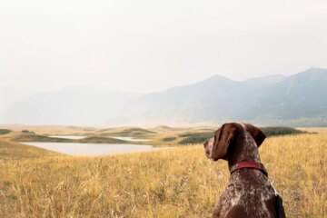 20 Dog Breeds That Will Make Your Hiking Adventures Unforgettable